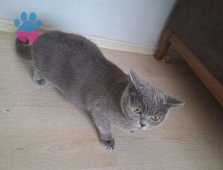 British Shorthair Dişi kedimize erkek eş arıyoruz
