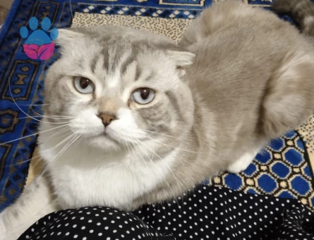 3 Yaşında Scottish Fold Kızgınlıkta
