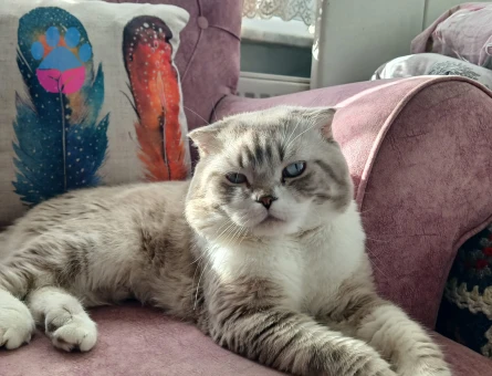 3 Yaşında Scottish Fold Kızgınlıkta