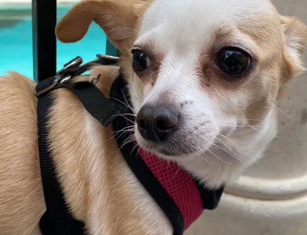Şivava cinsi dişi köpeğime erkek eş arıyorum - 118969565
