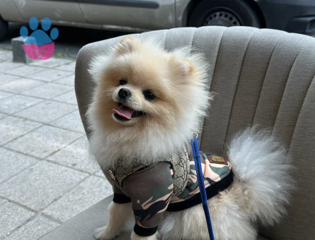 Poomerian Boo 1 Yaşında Eş Arıyor