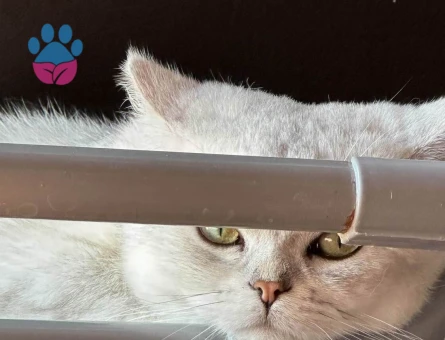 2 yaşında British  Eş arıyor.