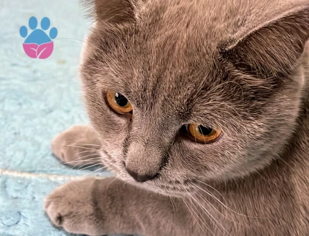 Scottish straight 11 Aylık Eş Arıyor