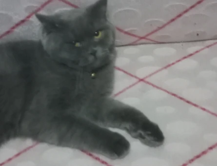 British Shorthair 1 Yaşında Eş Arıyor - 118969571