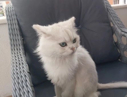 British long hair erkek kedi için dişi aranıyor - 118977733