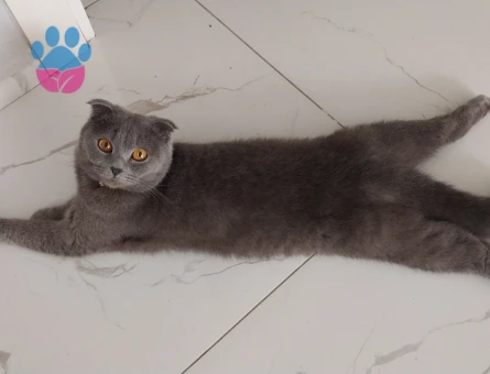 British cinsi kızıma eş arıyorum