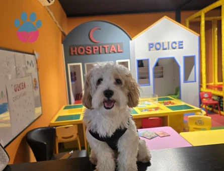 Yakışıklı oğlumuza eş arıyoruz.