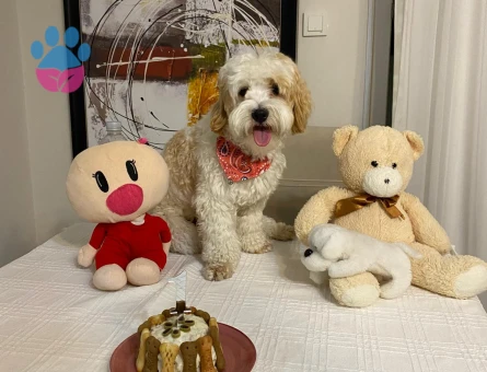 Yakışıklı oğlumuza eş arıyoruz.