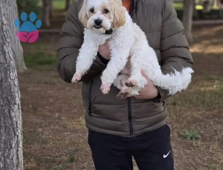 Yakışıklı oğlumuza eş arıyoruz.