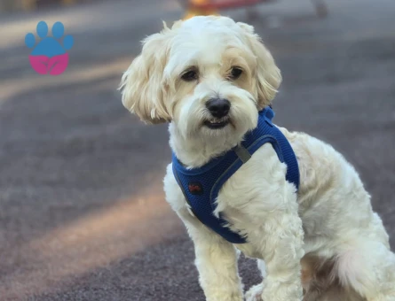 Yakışıklı oğlumuza eş arıyoruz.