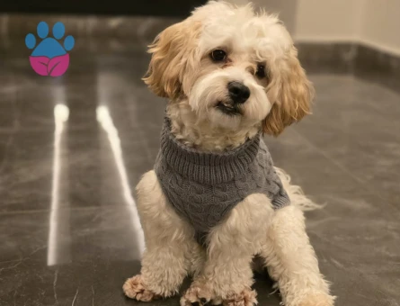 Yakışıklı oğlumuza eş arıyoruz.