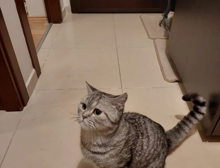 British Shorthair 3 Yaşında Eş Arıyor - 118977737