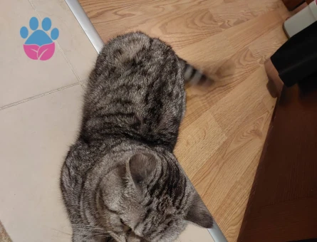 British Shorthair 3 Yaşında Eş Arıyor