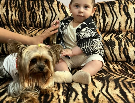 Yorkshire terrier  oğlumuza  es arıyoruz beylikdüzü büyükcekmece  cevresi - 118977738