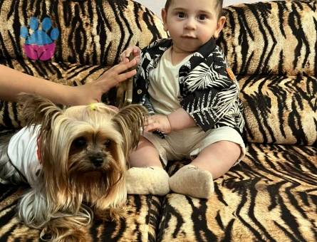 Yorkshire terrier  oğlumuza  es arıyoruz beylikdüzü büyükcekmece  cevresi