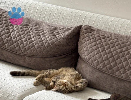British shorthair kizima es ariyoruz