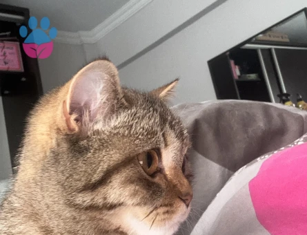 British shorthair kizima es ariyoruz