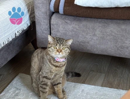 British shorthair kizima es ariyoruz