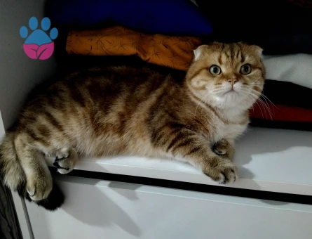 Behlüle eş arıyoruz