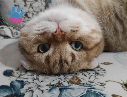 Behlüle eş arıyoruz