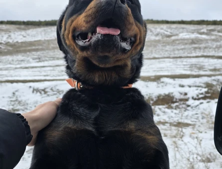 Rottweiler Şecereli ve üretim izinli - 118977744
