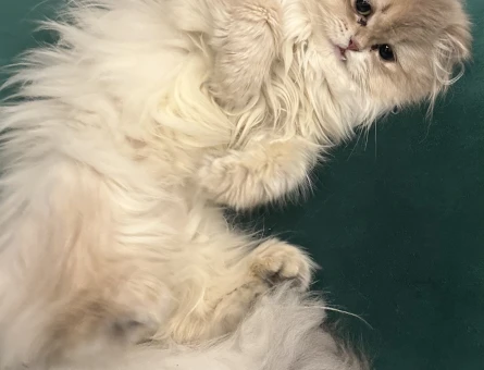 British Longhair Kızımıza Eş Arıyoruz - 118977745