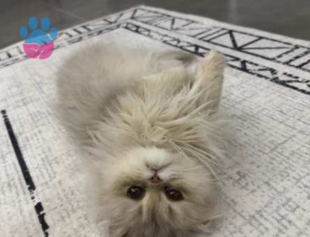 British Longhair Kızımıza Eş Arıyoruz