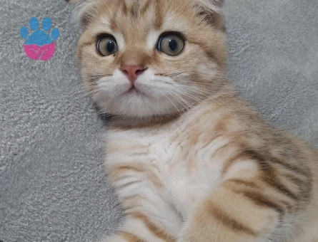 Behlüle eş arıyoruz