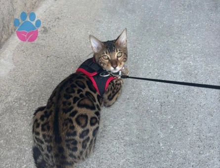 Bengal Kedi Çiftleştirme