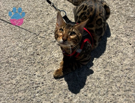 Bengal Kedi Çiftleştirme
