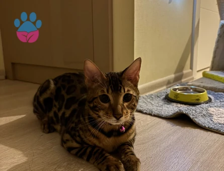 Bengal Kedi Çiftleştirme