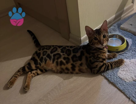 Bengal Kedi Çiftleştirme