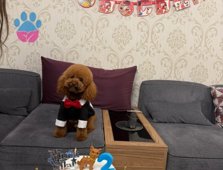 TECRÜBELİ POODLE OĞLUM - 118984117
