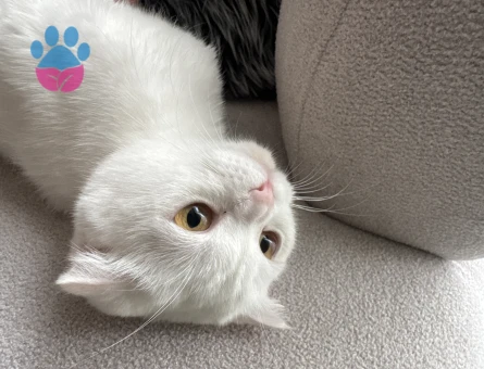 Scottish Fold Kızıma Eş arıyorum - 118984118