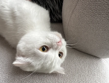 Scottish Fold Kızıma Eş arıyorum - 118984118