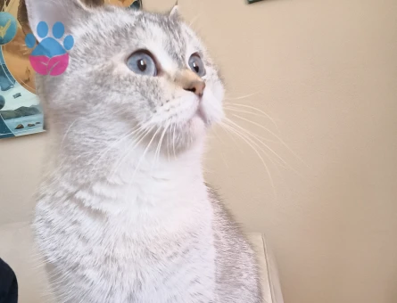 British Shorthair 3 Yaşında Eş Arıyor - 118984119