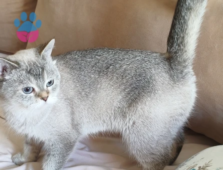 British Shorthair 3 Yaşında Eş Arıyor
