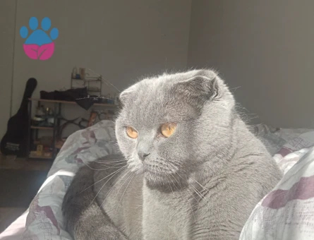 Kızım lokuma damat arıyorum - 118984120