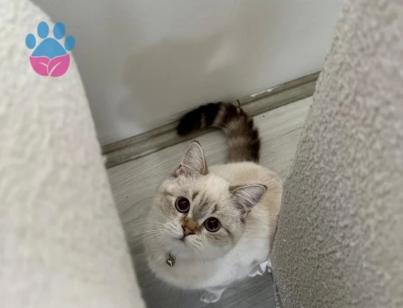 Yakışıklı Oğlumuza Eş Arıyoruz! - 118984122