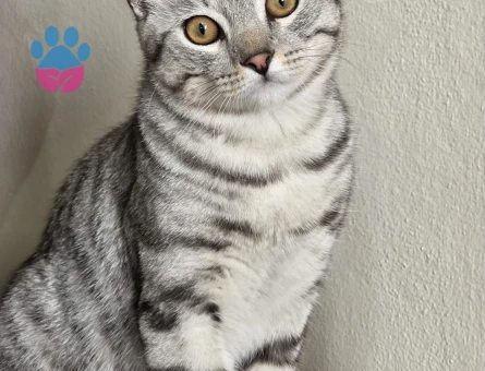 American Shorthair oğlumuz için bir gelin  arıyoruz - 118984123