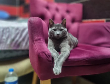 Russian Blue 1 Yaşında Kedime Eş Arıyorum - 118970262
