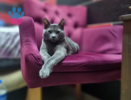 Russian Blue 1 Yaşında Kedime Eş Arıyorum