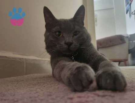 Russian Blue 1 Yaşında Kedime Eş Arıyorum