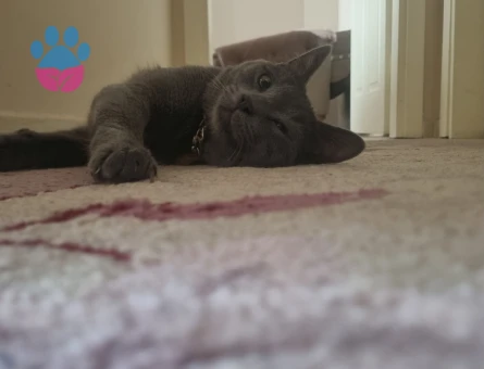 Russian Blue 1 Yaşında Kedime Eş Arıyorum