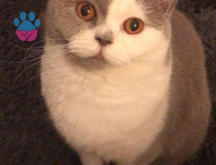 British bicolor cinsi kızımıza eş arıyoruz