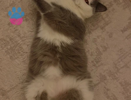 British bicolor cinsi kızımıza eş arıyoruz