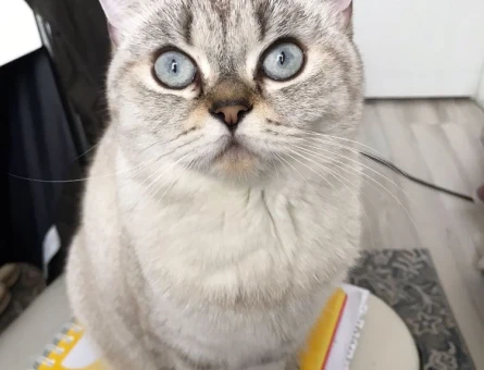 Lynx Point Kedime Eş Arıyorum - 118970267