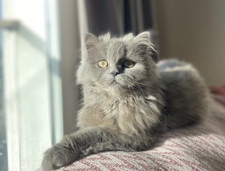 British Longhair Oğluma kız arıyorum - 118970270