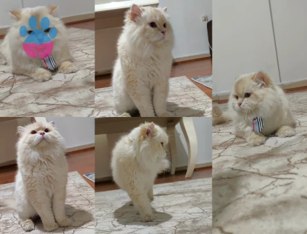 British Longhair Full Secereli Cy1233 Lilac Golden Point