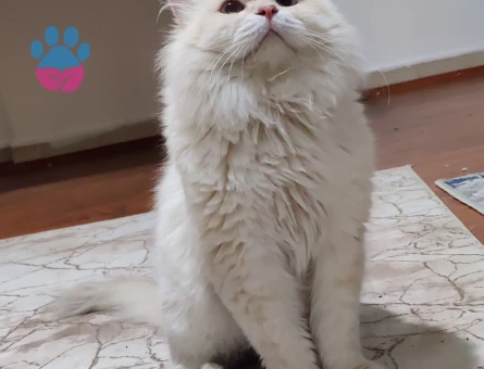 British Longhair Full Secereli Cy1233 Lilac Golden Point